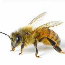 Morgan freeman Honey Bee