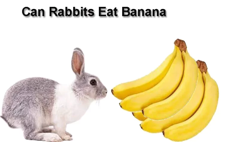 Can Rabbits Eat Banana- Pets Health