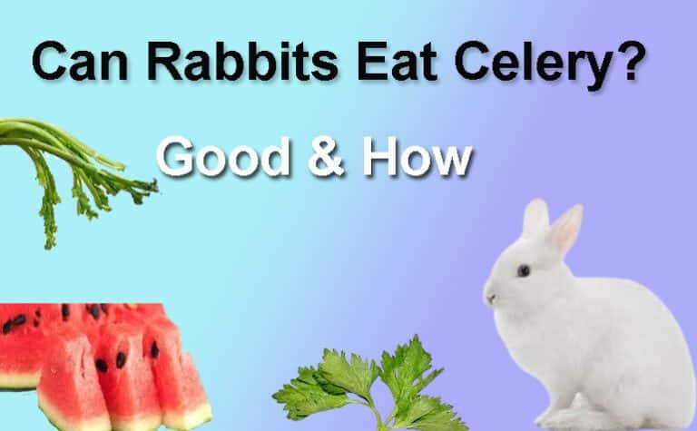 Can Rabbits Eat Celery | Pet Care Latest Update