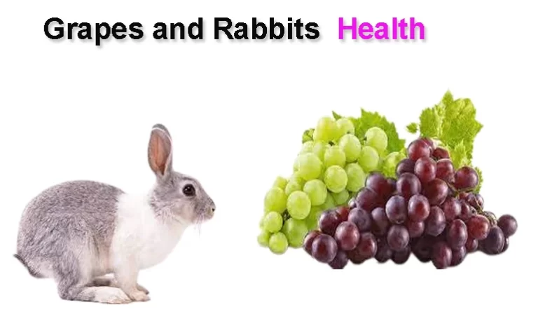 Can Rabbit Eat Grapes | Pets Health