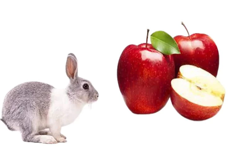 Can Rabbits Eat Apples Health Guide