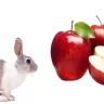 rabbits and apple fruit