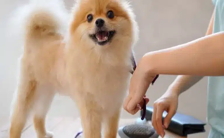 The Ultimate Guide to Pet Grooming in Abu Dhabi: Top Spots and Services